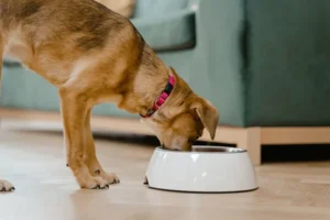 cual es el mejor alimento para perro