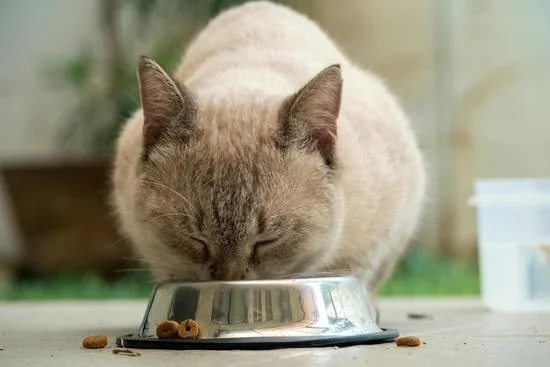 los mejores alimentos para gatos