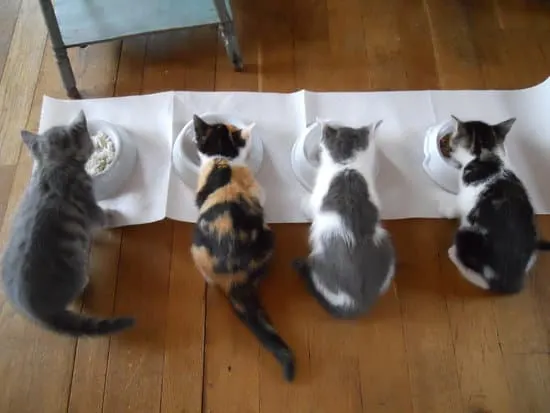 como elegir el mejor alimento para tu gato