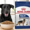 alimento royal canin maxi para perros adultos de raza grande