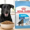 Alimento royal canin maxi puppy para cachorros de razas grandes