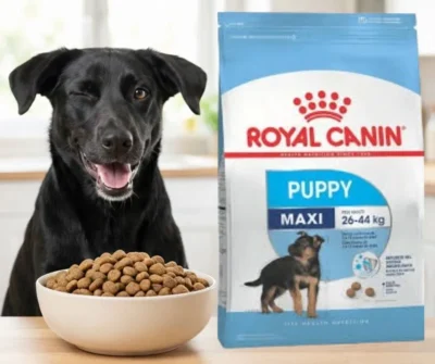 maxi-junior Alimento royal canin maxi puppy para cachorros de razas grandes